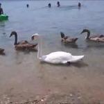 Αγιόκαμπος: Οικογένεια κύκνων στην παραλία μαζί με τους λουόμενους