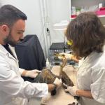 Όμιλος Επιχειρήσεων Σαρακάκη: Διασώζει τα άγρια ζώα
