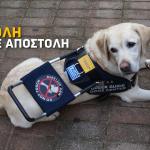 Σκύλοι Οδηγοί Ατόμων με Αναπηρία Όρασης: Νέα Καμπάνια
