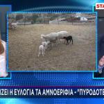 Eυλογιά - Αιγοπρόβατα