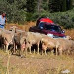 Ευλογιά Αιγοπροβάτων: Μέτρα 10 Ημερών Για Αποφυγή Lockdown
