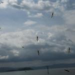 Ιός Δυτικού Νείλου: Τρία Άτομα Στο Νοσοκομείο Στην Πάτρα