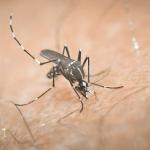 Κρήτη: Πρώτο Κρούσμα Του Ιού Του Δυτικού Νείλου