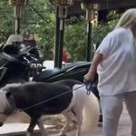 Γυναίκα Έβγαλε Βόλτα Το Πόνυ Της Στο Κέντρο Της Αθήνας