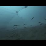 OCEAN: Το Ντοκιμαντέρ Για Την Καταστροφή Της Θαλάσσιας Ζωής