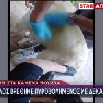 Φρίκη Στα Καμένα Βούρλα: Σκύλος Βρέθηκε Πυροβολημένος