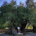 Γηραιότερη Ελιά Της Πελοποννήσου