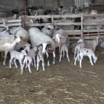 κτηνοτροφία