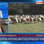 πρόβατα ευλογιά