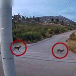 Ανησυχία Για Την Εμφάνιση Λύκων Στην Ιπποκράτειο Πολιτεία