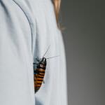 Έβαλε Φωτιά Στο Σπίτι Της Προσπαθώντας Να Σκοτώσει Κατσαρίδα