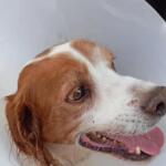 Ηλεία: Διέφυγε Τον Κίνδυνο Ο Σκύλος Που Κακοποιήθηκε