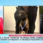 Δηλητηρίασαν Τον Echo Τον Σκύλο Έρευνας Και Διάσωσης