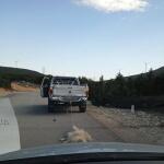 Λιβαδειά: Νεκρός Σκύλος Που Τον Έσερναν Από Καρότσα