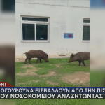Αγριογούρουνα βόσκουν στο Δαφνί