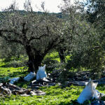 Ελαιοκομικό Μητρώο: Πώς Γίνεται Η Δήλωση - Τα Δικαιολογητικά