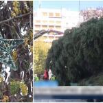 Χριστούγεννα 2025: Ημερομηνίες φωταγώγησης των δέντρων σε όλη την Ελλάδα