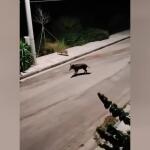 Νέος Βουτζάς: Κυνηγούσαν Αγριογούρουνα Ανάμεσα Σε Σπίτια!