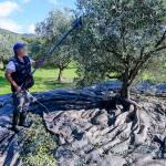 Ελαιοκομικό Μητρώο: Υπόχρεοι Και Όσοι Δε Μαζεύουν Ελιές