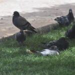 Ρωσία: Πώς Χρησιμοποιεί Περιστέρια Ως Κατασκόπους