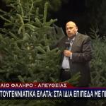 Χριστουγεννιάτικα έλατα: Ποιες είναι οι τιμές φέτος;