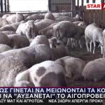 Τα Κοπάδια Μειώνονται - Το Αιγοπρόβειο Γάλα Αυξάνεται