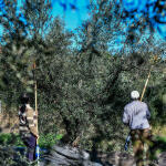Ελαιοκομικό Μητρώο: Άνοιξαν Οι Αιτήσεις Σε 3 Περιφέρειες
