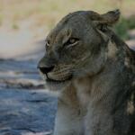 Βραζιλία: Λιοντάρι Κατασπάραξε 19χρονο