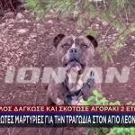 Ζάκυνθος: Αδέσποτο σκυλί που μάζεψαν στο σπίτι τους σκότωσε το αγοράκι