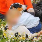 Ζάκυνθος: Σήμερα Η Κηδεία Του Λίο