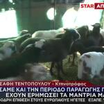Κτηνοτρόφοι: Ζουν Τον Εφιάλτη Των Άδειων Στάβλων