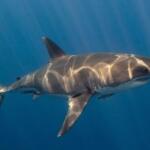 Μεγάλοι Λευκοί Καρχαρίες