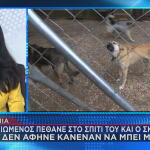 Λαμία - Σκύλος