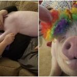 Έσωσαν Γουρούνι Από Ευθανασία Κι Έγιναν Χορτοφάγοι