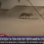Χαϊδάρι: Αναστάτωση Για Λύκο Που Περιπλανιέται Στους Δρόμους
