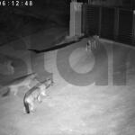 Βίντεο Με Λύκους Στο Πανόραμα Θεσσαλονίκης