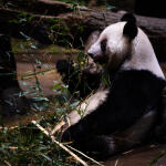 Συγκίνηση στην Ιαπωνία: Τα τελευταία πάντα φεύγουν για Κίνα