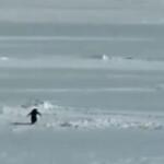 Ο «Μηδενιστής Πιγκουίνος»: Το viral meme και η αλήθεια πίσω