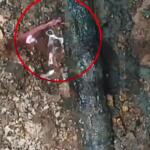 Βιολάντα: Φωτογραφία Ντοκουμέντο Από Τη Διαρροή Στον Σωλήνα