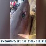 Πάλαιρος: Ψαράς «Έπιασε» Καρχαρία 300 Κιλών