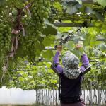 Hyundai: Έφτιαξε ρομποτικό γιλέκο για τους αγρότες