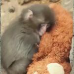 Viral το μαϊμουδάκι που βρήκε παρηγοριά σε ένα λούτρινο αρκουδάκι