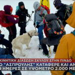διάσωση σκύλου