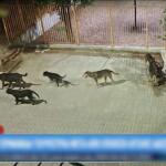 Λιτόχωρο: Aγέλη σκύλων επιτέθηκε σε τουρίστρια - Στη ΜΕΘ η 60χρονη