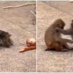 Ο Viral Πίθηκος Punch Βρήκε Τον Έρωτα