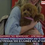 Επαναπατρίστηκαν Έλληνες Και Κατοικίδια Από Άμπου Ντάμπι