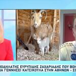 Ποδηλάτης Βοήθησε Κατσίκα Να Γεννήσει Στην Αθηνών - Σουνίου