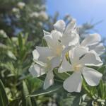 Πικροδάφνη