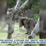 Χάτσικο της Κρήτης: Περιμένει Τον Κηδεμόνα Της Που Πέθανε