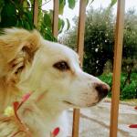 Σπιθούλα μου